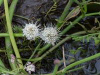 Oenanthe fistulosa Häckeberga hed, Lund, Skåne, Sweden 20150727_0124