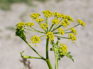 Pastinaca sativa - Parsnip - Palsternacka