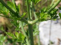 Pastinaca sativa Gislövshammar, Simrishamn, Skåne, Sweden 20150703_0116