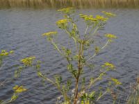 Pastinaca sativa Lertagsdammen, Klagshamns udde, Malmö, Skåne, Sweden 20150714_0047