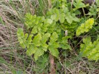 Pastinaca sativa Sege by, Burlöv, Skåne, Sweden 20170414_0020