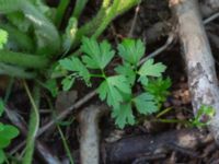 Petroselinum crispum Sliparebacken, Lund, Skåne, Sweden 20190623_0073