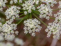 Peucedanum oeroselinum Löderups strandbad, Ystad, Skåne, Sweden 20180620_0087