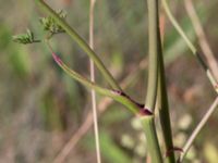 Peucedanum oreoselinum Nybrofältet, Stora Köpinge, Ystad, Skåne, Sweden 20160703_0143