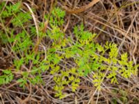 Peucedanum oreoselinum Sandby, Mörbylånga, Öland, Sweden 20180810_0093