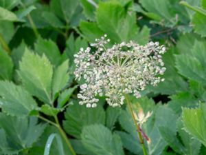 Peucedanum ostruthium - Masterwort - Mästerrot