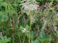 Peucedanum ostruthium Augustas torp, 1.3 km NW Änglarp, Hässleholm, Skåne, Sweden 20180711_0289