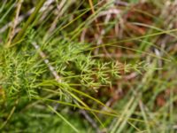 Peucedanum palustre Långalts myr, Skånes Fagerhult, Örkelljunga, Skåne, Sweden 20160713_0083