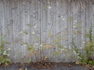 Pimpinella peregrina - Southern Burnet Saxifrage - Lång bockrot