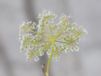 Pimpinella peregrina Godsvägen, Osby, Skåne, Sweden 20240702_0086