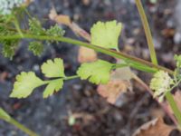 Pimpinella peregrina Godsvägen, Osby, Skåne, Sweden 20240702_0087