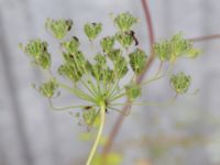 Pimpinella peregrina Godsvägen, Osby, Skåne, Sweden 20240702_0090