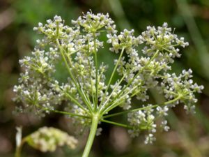 Pimpinella saxifraga - Burnet-saxifrage - Bockrot