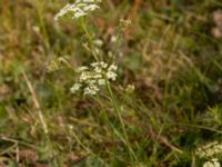 Pimpinella saxifraga Fårhagen, Bunkeflo strandängar, Malmö, Skåne, Sweden 20220725_0059