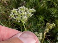 Pimpinella saxifraga Fårhagen, Bunkeflo strandängar, Malmö, Skåne, Sweden 20220725_IMG_7835