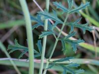 Pimpinella saxifraga ssp. nigra Borrebacke, Malmö, Skåne, Sweden 20160712_0024