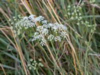 Pimpinella saxifraga ssp. nigra Borrebacke, Malmö, Skåne, Sweden 20160712_0029