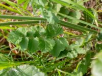 Pimpinella saxifraga ssp. nigra Solnäs, Borrebackevägen, Malmö, Skåne, Sweden 20240724_0495