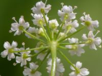 Pimpinella saxifraga ssp. nigra Solnäs, Borrebackevägen, Malmö, Skåne, Sweden 20240724_0499