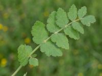 Pimpinella saxifraga ssp. nigra Solnäs, Borrebackevägen, Malmö, Skåne, Sweden 20240724_0502