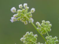 Pimpinella saxifraga ssp. nigra Solnäs, Borrebackevägen, Malmö, Skåne, Sweden 20240724_0509