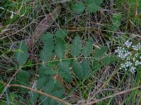 Pimpinella saxifraga ssp. saxifraga Östra Sandar, Täppet, Åhus, Kristianstad, Skåne, Sweden 20180727_0164