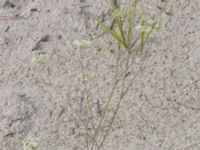 Pimpinella saxifraga ssp. saxifraga Horna, Åhus, Kristianstad, Skåne, Sweden 20210809_0083