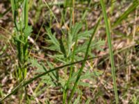 Pimpinella saxifraga ssp. saxifraga Pallersområdet, Åhus, Kristianstad, Skåne, Sweden 20170719_0267