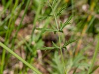 Pimpinella saxifraga ssp. saxifraga Pallersområdet, Åhus, Kristianstad, Skåne, Sweden 20170719_0268