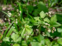 Sanicula europaea Ananuri, Mtskheta-Mtianeti, Georgia 20180426_3295