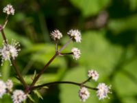 Sanicula europaea Tveta vattenverk, Mörbylånga, Öland, Sweden 20150606_0033 (1)