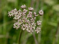 Selinum carvifolia Banvallen VSV Dalby, Lund, Skåne, Sweden 20160703_0031