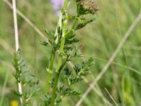 Selinum carvifolia Gyetorpskärret, Kristianstad, Skåne, Sweden 20160628_0117