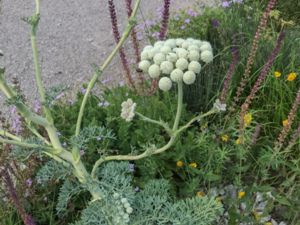 Seseli gummiferum - Moon Carrot