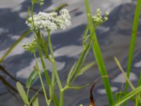 Sium latifolium Toarpsdammen, Malmö, Skåne, Sweden 20150723_0068