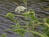 Sium latifolium Toarpsdammen, Malmö, Skåne, Sweden 20150723_0090