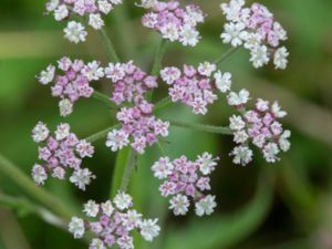 Torilis japonica - Upright Hedge-parsley - Rödkörvel