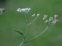 Torilis japonica Almåsa, Malmö, Skåner, Sweden 20150816_0026