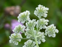 Torilis japonica Svanetorpsvägen, Åkarp, Lomma, Skåne, Sweden 20160711_0001