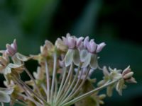 Asclepias syriaca 250 m SE Everödsgården, Everöd, Kristianstad, Skåne, Sweden 20180727_0170