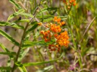 Asclepias tuberosa Kroksbäcksparken, Malmö, Skåne, Sweden 20220728_0064