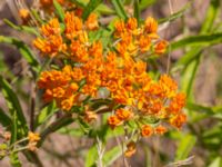 Asclepias tuberosa Kroksbäcksparken, Malmö, Skåne, Sweden 20220728_0065