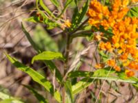 Asclepias tuberosa Kroksbäcksparken, Malmö, Skåne, Sweden 20220728_0066