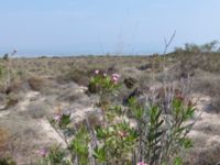 Nerium oleander Akgöl sand dunes, Turkey 20120627 323