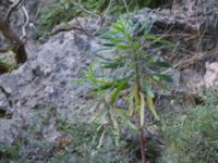 Nerium oleander Oymapinar Baraji, Turkey 20120626 154
