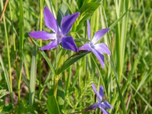 Vinca herbacea - Herbaceous Periwinkle - Girlandvintergröna