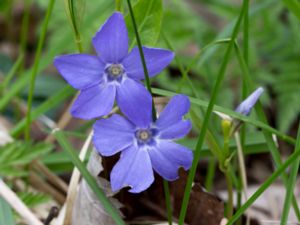 Vinca minor - Lesser Periwinkle - Vintergröna