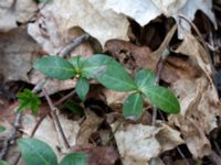 Vinca minor Alunbruket, Andrarum, Tomelilla, Skåne, Sweden 20170401_0051