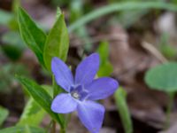 Vinca minor Sege by, Burlöv, Skåne, Sweden 20170414_0040