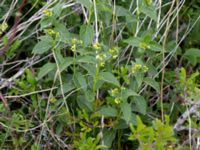 Vincetoxicum hirundinaria Gynge alvar, Mörbylånga, Öland, Sweden 20150606_0085